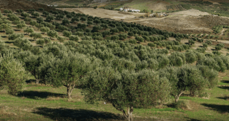 Servicio Agrícola Toledo | AGR - De Prado