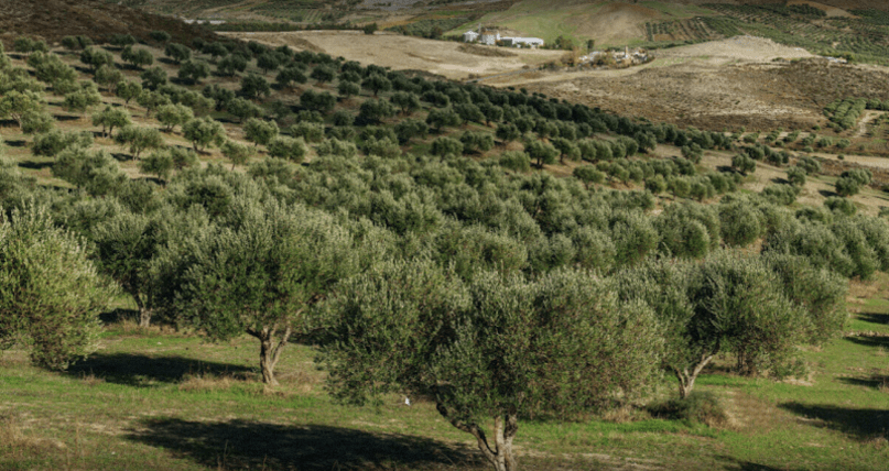 Servicio Agrícola Toledo | AGR - De Prado