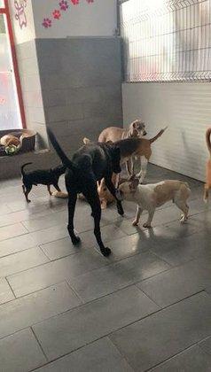 Guardería Canina Madrid Centro