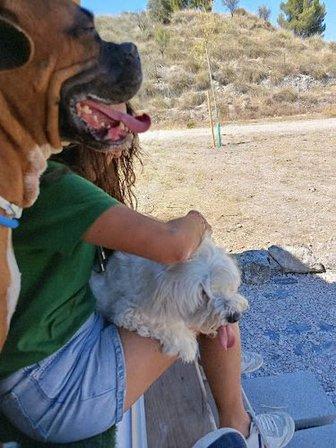 Residencia Canina Central Pets
