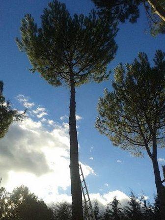 Full Garden - Empresa de jardinería y Diseño de jardines en Madrid