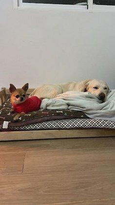 RESIDENCIA Y GUARDERIA CANINA BELLA CAN