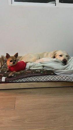 RESIDENCIA Y GUARDERIA CANINA BELLA CAN