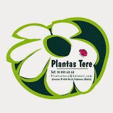 Plantas Tere Vivero