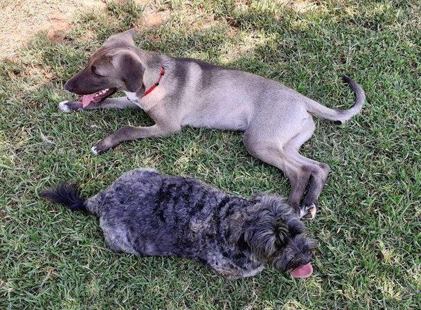Campamento Canino Tierra Mojada