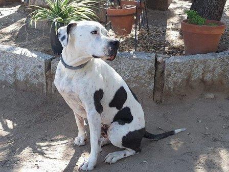 Residencia canina San Bernardo