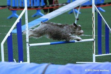 Club Agility Mikan