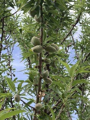Turanaza Jardines SL