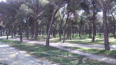 ceip Pinar de San José