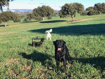 Residencia Canina Dog Camp Madrid