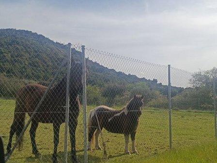 Finca el Venteo, "Raquel and pets"