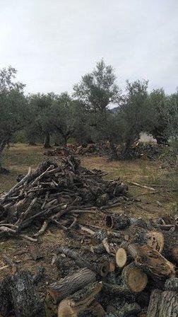 Leña Alonso y Limpieza de Fincas