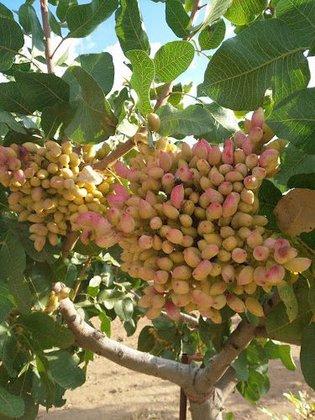 GREEN PISTACHIO S.L