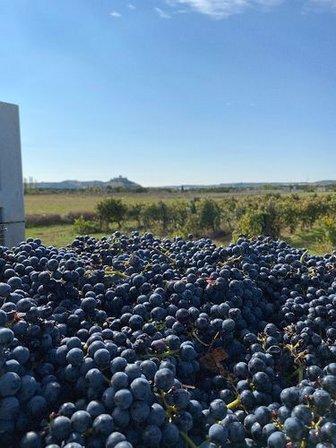 Vinode Pesquera