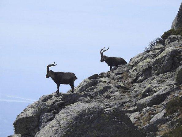Best Hunt Spain