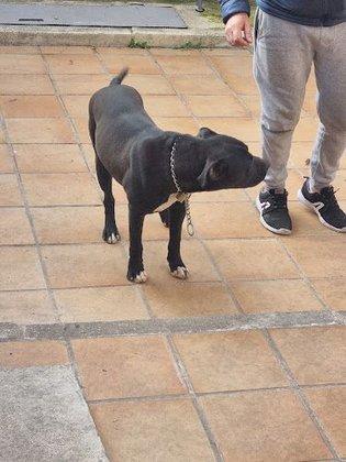 Centro Canino Albores