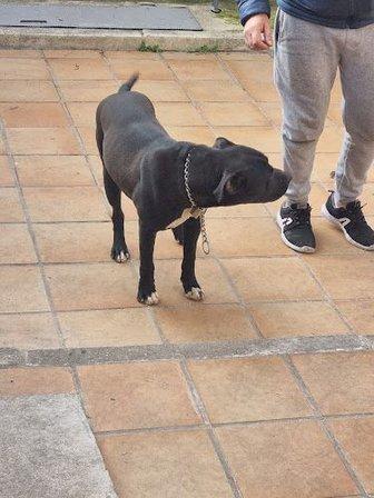 Centro Canino Albores