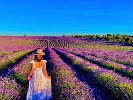 Lavender fields