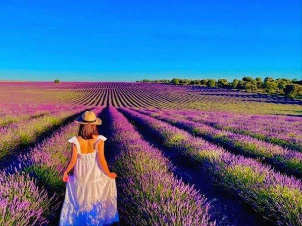 Lavender fields