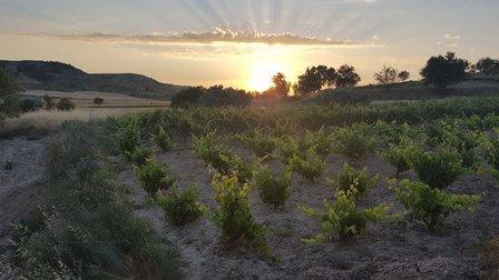 Restaurante Bodega en Peñafiel & Casas Rurales - MÉLIDA WINES