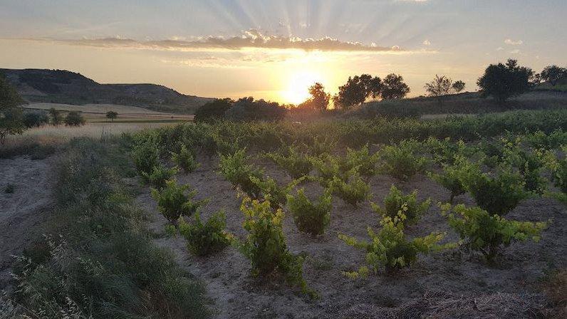 Restaurante Bodega en Peñafiel & Casas Rurales - MÉLIDA WINES