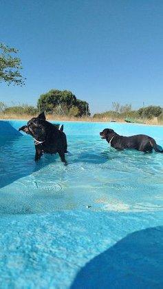 Residencia Canina TOP CAN