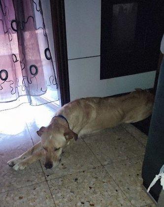 Hotel Canino Talavera
