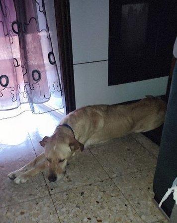 Hotel Canino Talavera