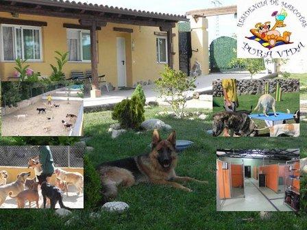 Residencia Canina Pura Vida