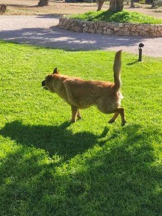Residencia Canina de Termes
