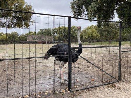 Farm School The Alamo