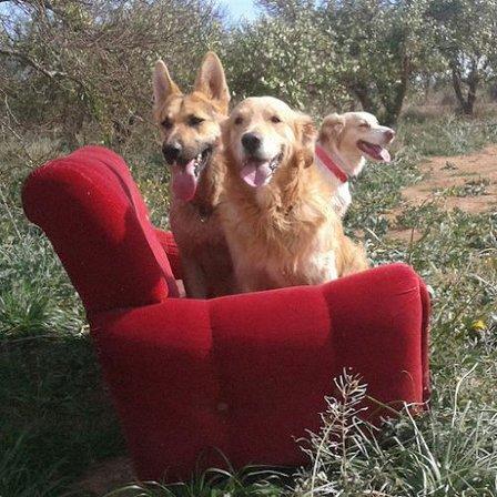 Residencia Canina Alohadogs Sierra Norte Madrid