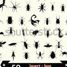 Desinfecciones Abedul SL