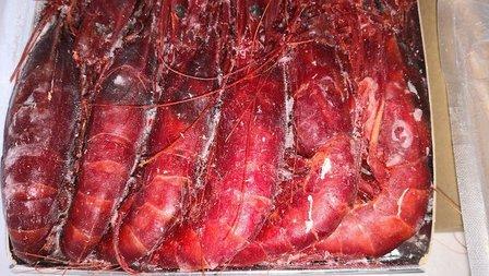 CONGELADOS PARACUELLOS