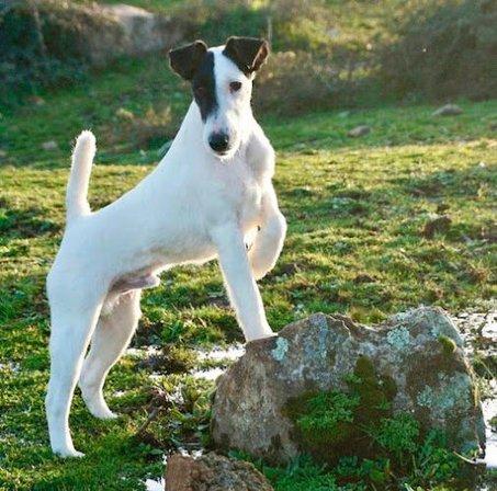 Guardería Canina Las Rozas - MyPet