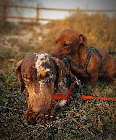 AMIDOGS