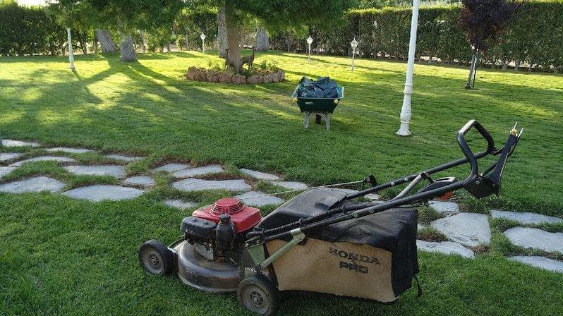 Ray verde jardinería