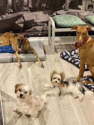 aloha DOGS by Jane