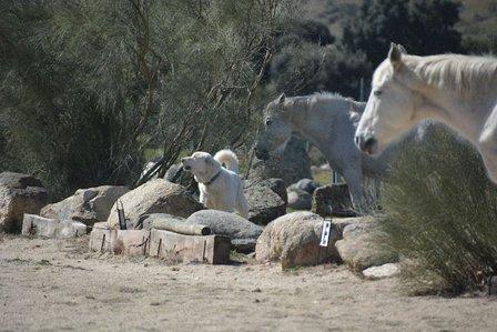 Finca Mazasti Hípica y Residencia canina felina