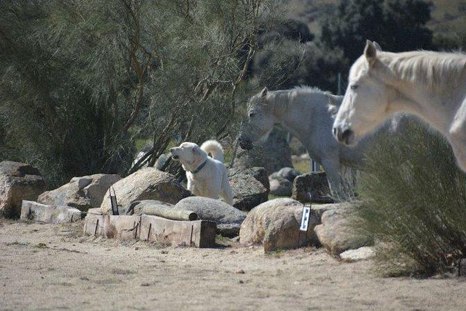 Finca Mazasti Hípica y Residencia canina felina