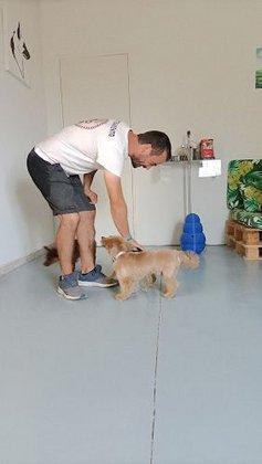 ARTEMICAN SL (centro integral de atención canina: Hotel, tienda, adiestramiento y peluquería )