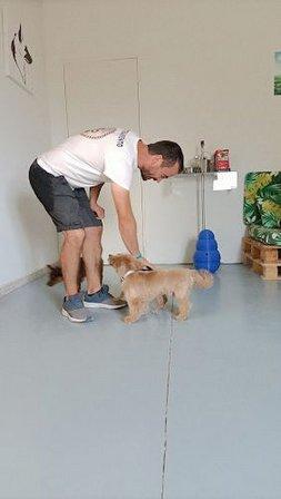 ARTEMICAN SL (centro integral de atención canina: Hotel, tienda, adiestramiento y peluquería )