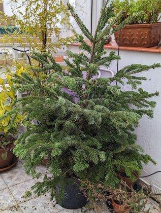 Abetos de Montes