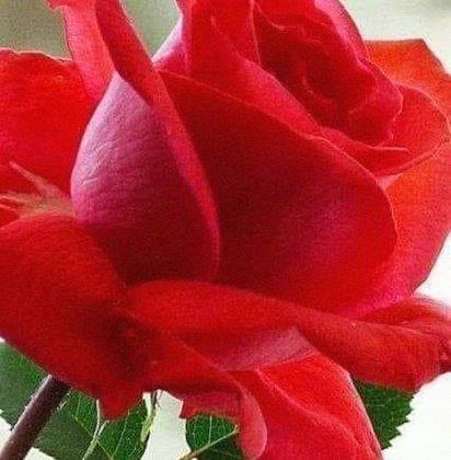 CAMELIA limpiezas