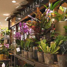 Floristería Verdecora CC Carrefour Alcobendas