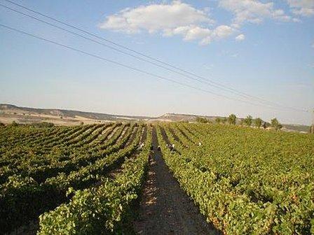 Ribon Vineyards & Winery
