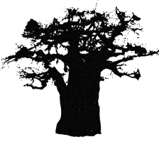 Baobab Collection