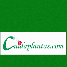 Cuidaplantas, CB