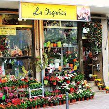 Floristeria Flores y Plantas La Orquídea