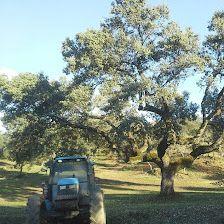 Viñaesquinada, Venta De Leña